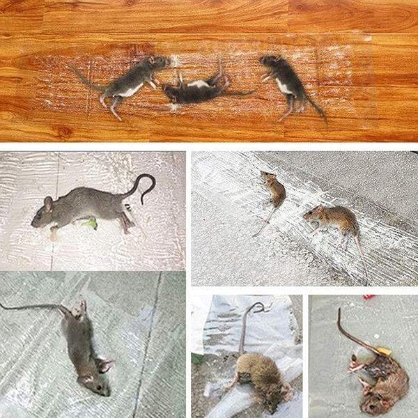 Transparent Rat Trap Magic  Carpet